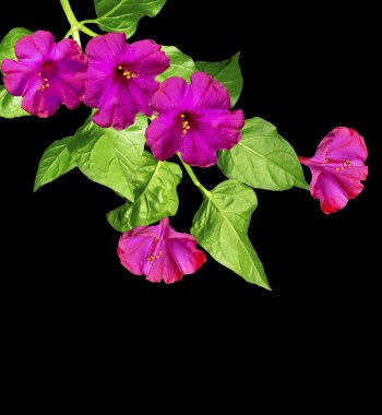 Sabah zafer çiçekleri