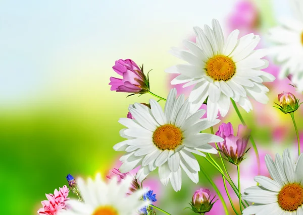 Cosmos flowers and cornflowers on a background of blue sky with — Stock Photo, Image