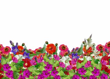 Zinnia çiçekleri, papatya; Bluebells; çan çiçeği
