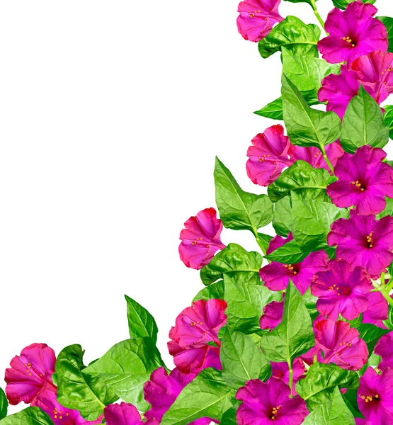 Petunia fiori isolati su sfondo bianco — Foto Stock