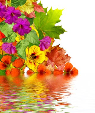 sonbahar yaprakları beyaz arkaplanda izole