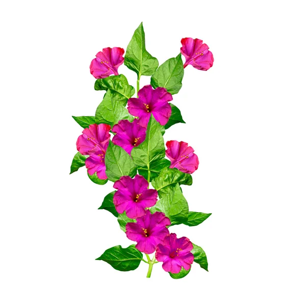 Petunia flowers isolated on white background — Stock Photo, Image