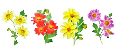 Yıldız çiçeği beyaz arkaplanda izole edilmiş