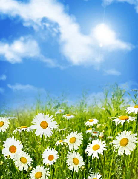 Wildflowers daisies — Stock Photo, Image