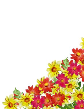 Yıldız çiçeği beyaz arkaplanda izole edilmiş