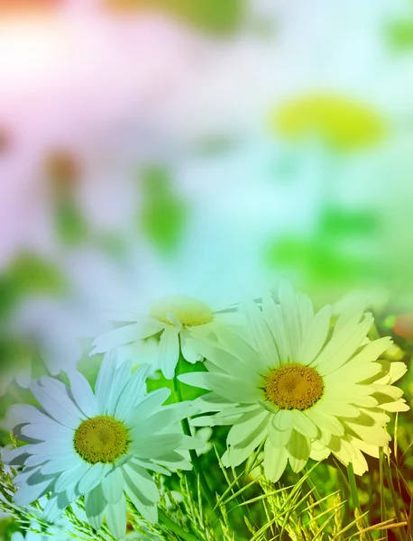 Marguerites de fleurs sauvages — Photo