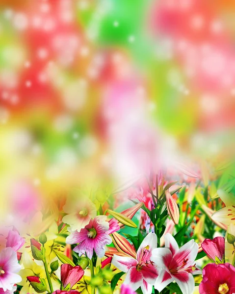 Paisaje de verano. Flores de lirio —  Fotos de Stock