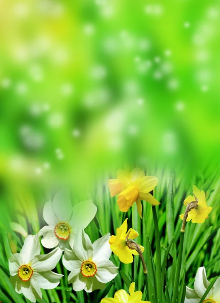 Letní krajina. květy narcisů — Stock fotografie
