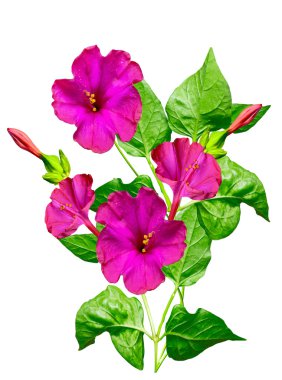 Petunya çiçekleri beyaz arkaplanda izole edilmiş