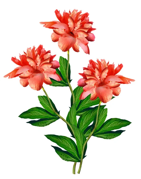 Peony flowers isolated on white background — Stock Photo, Image