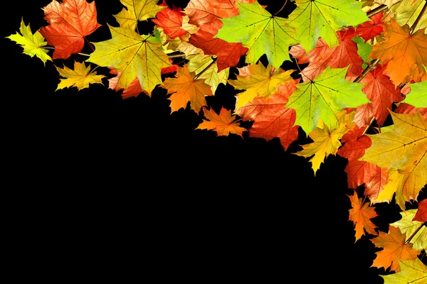 Fogliame autunnale. foglie d'acero isolate su fondo nero — Foto Stock