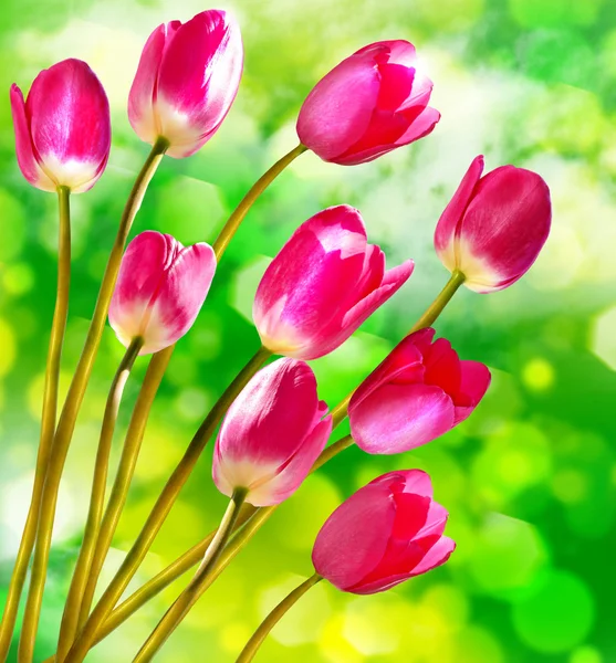 Flores de primavera tulipanes — Foto de Stock