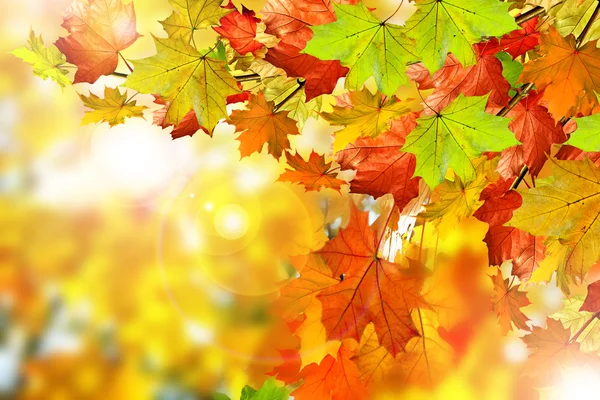 Follaje de otoño. —  Fotos de Stock