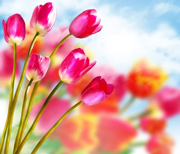 Spring flowers tulips on the background of blue sky with clouds Stock Image