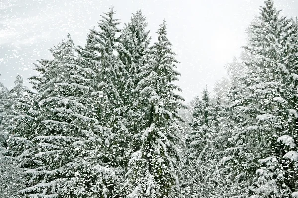 Foresta invernale. Paesaggio invernale . — Foto Stock