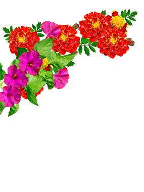 beyaz arkaplanda izole edilmiş kadife çiçekleri