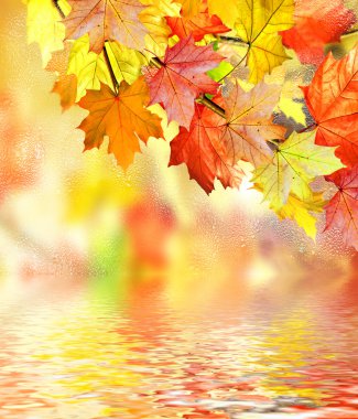 herfst gebladerte. Gouden herfst.