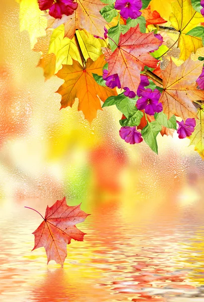Autumn foliage. Golden Autumn. — Stock Photo, Image