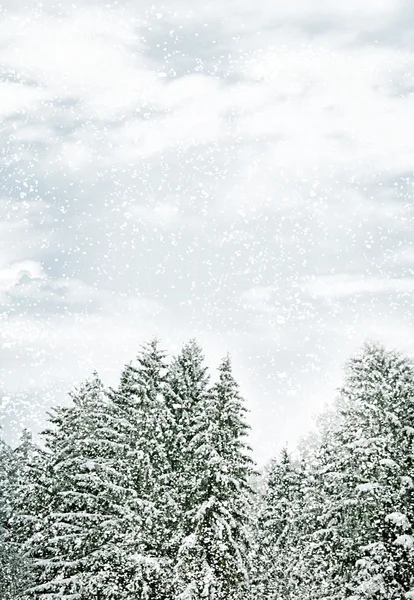 Winter Forest. Winter landscape. — Stock Photo, Image