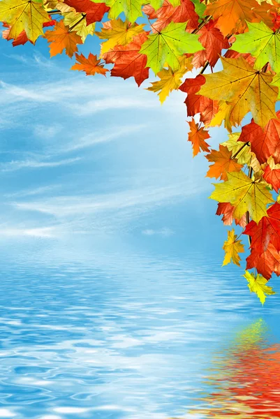 Fogliame autunnale. Autunno d'oro . — Foto Stock