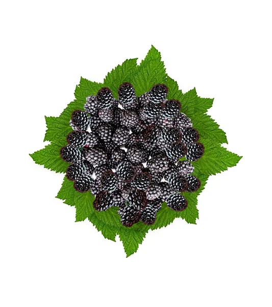 Brombeeren isoliert auf weißem Hintergrund — Stockfoto