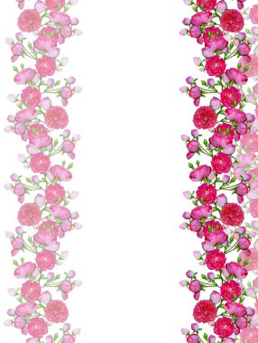 Beyaz bir arka plan üzerinde köpek rose (rosa canina) çiçekler