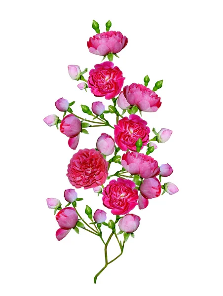 Dzika róża (rosa canina) kwiaty na białym tle — Zdjęcie stockowe