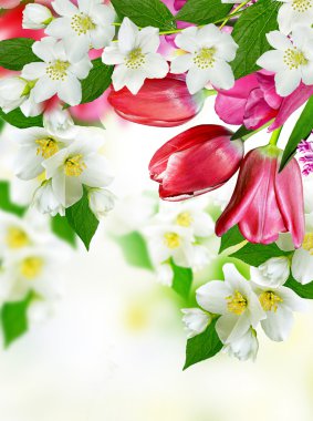 Bahar yatay, hassas Yasemin çiçekleri