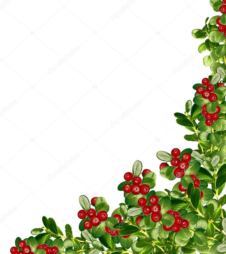 cowberry isolated on white background