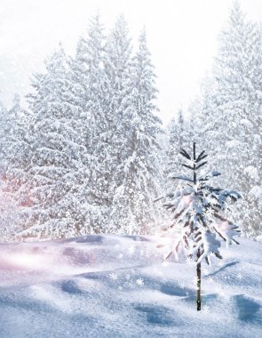 kış orman. Kış manzarası.