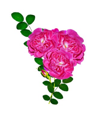 Dog rose (Rosa canina) flowers on a white background clipart