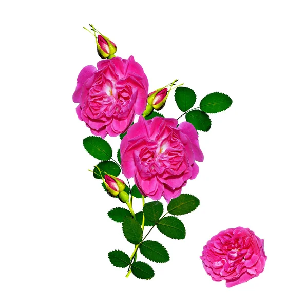 Hundsrose (rosa canina) Blumen auf weißem Hintergrund — Stockfoto