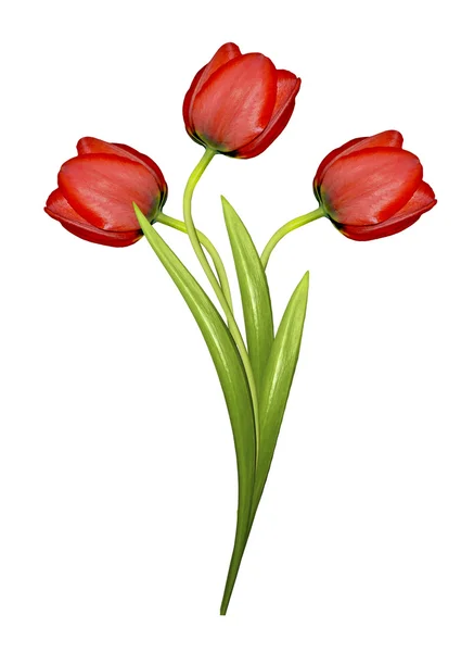 Fjærblomster tulipaner isolert på hvit bakgrunn – stockfoto