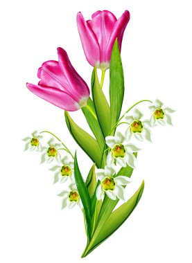 bahar çiçekleri beyaz arkaplanda izole laleler