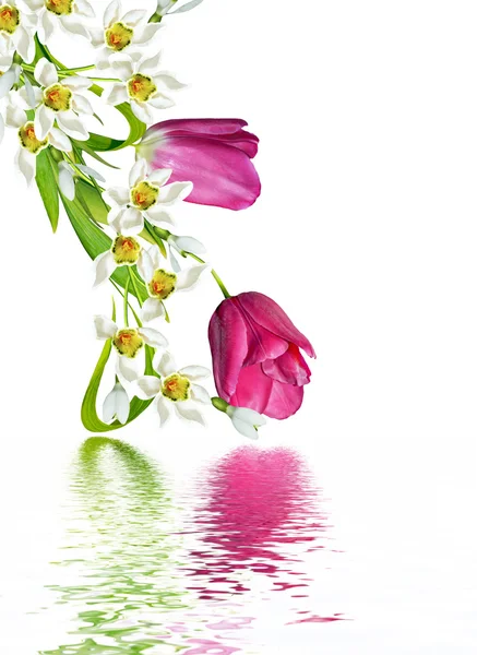 Fiori primaverili tulipani isolati su sfondo bianco — Foto Stock