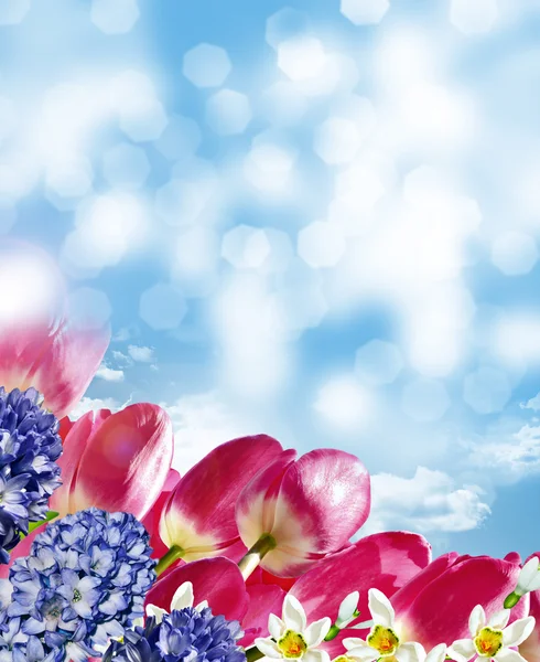 Spring flowers tulips on the background of blue sky with clouds — Stock Photo, Image