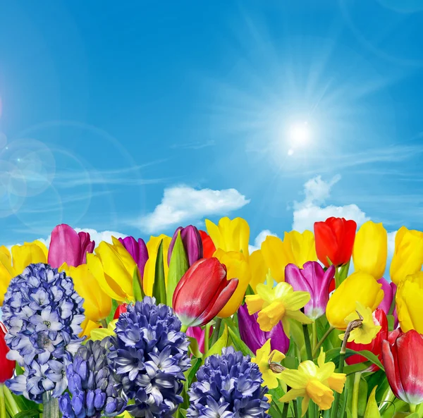 Flores de primavera tulipanes en el fondo del cielo azul con nubes — Foto de Stock