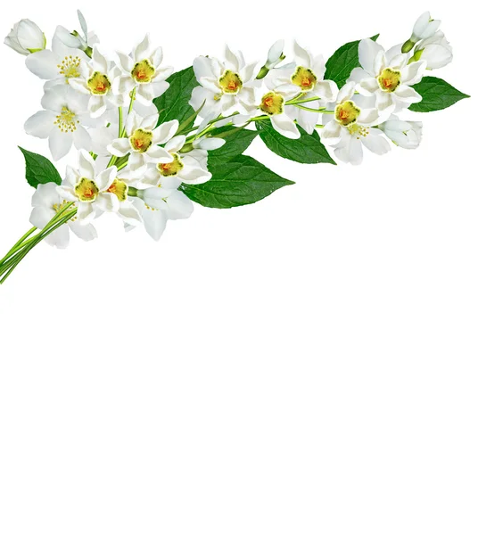 Ramo de flores de jasmim isolado no fundo branco. queda de neve — Fotografia de Stock