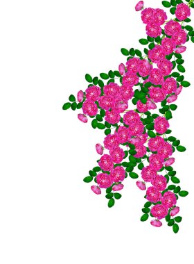 Beyaz bir arka plan üzerinde köpek rose (rosa canina) çiçekler