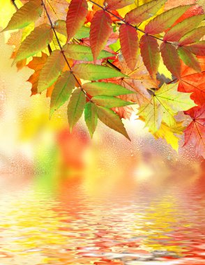 herfst gebladerte. Gouden herfst.