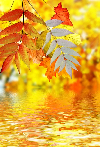 Fogliame autunnale. — Foto Stock