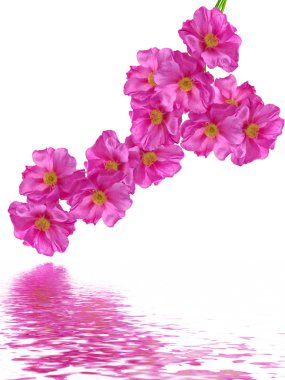 Beyaz bir arka plan üzerinde köpek rose (rosa canina) çiçekler