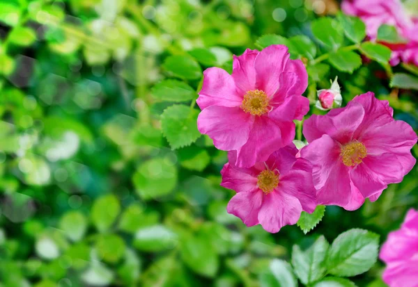 Paisaje, rosa mosqueta — Foto de Stock