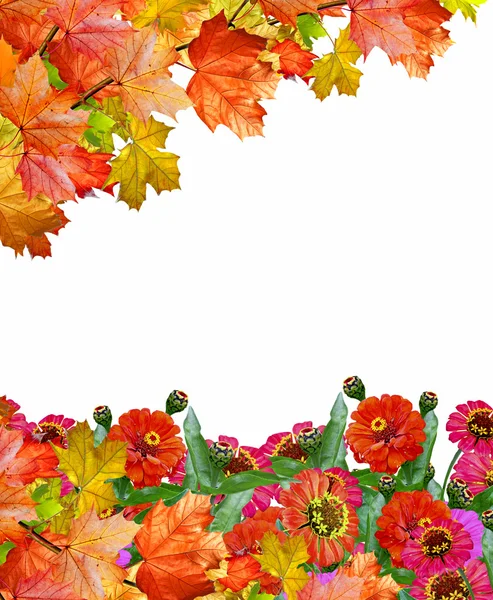 Flores de zinnia y follaje de otoño — Foto de Stock