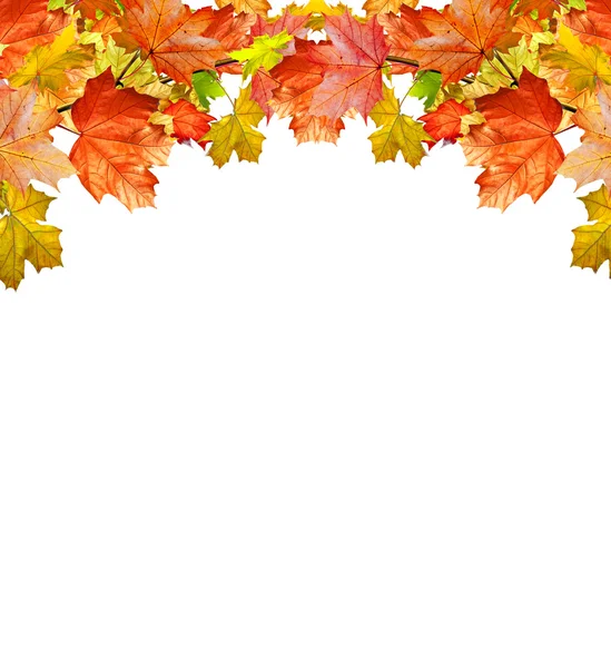 Folhas de outono isolado no fundo branco — Fotografia de Stock