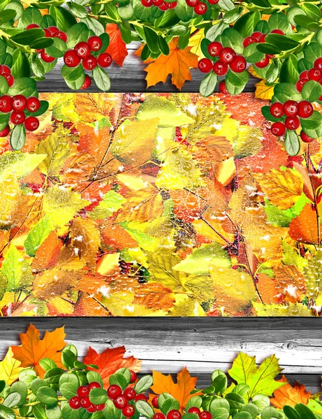 Осенние листья березы — стоковое фото