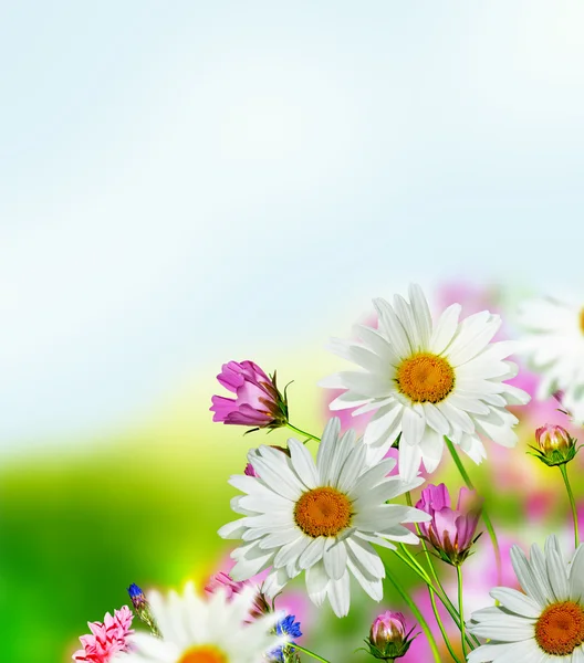 Cosmos flores e flores de milho em um fundo de céu azul com — Fotografia de Stock