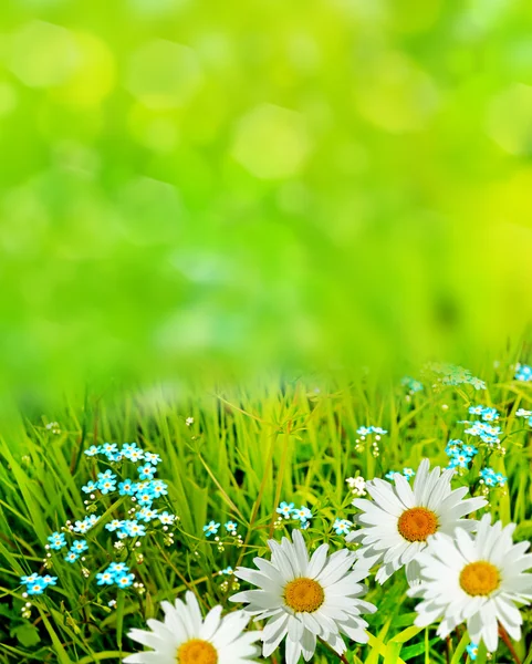 Wildflowers daisies — Stock Photo, Image