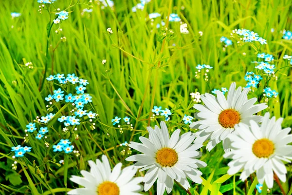 Wildflowers daisies — Stock Photo, Image