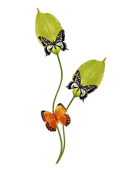 Branch of flowers and butterflies isolated on a white background — Stock Image Branch of flowers and butterflies isolated on a white background Stock Image